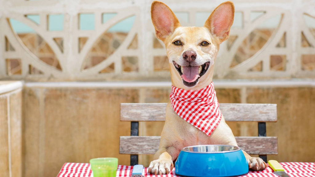 Barfen – mit frischen Hundemenüs zum gesunden Wohlbefinden