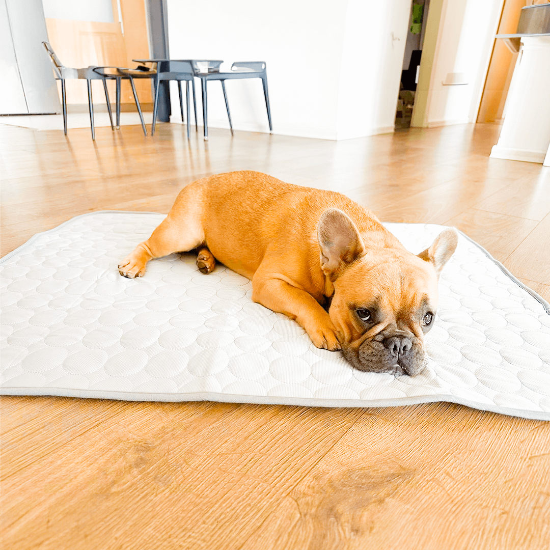 CoolMat - Kühlende Hundematte für heiße Tage